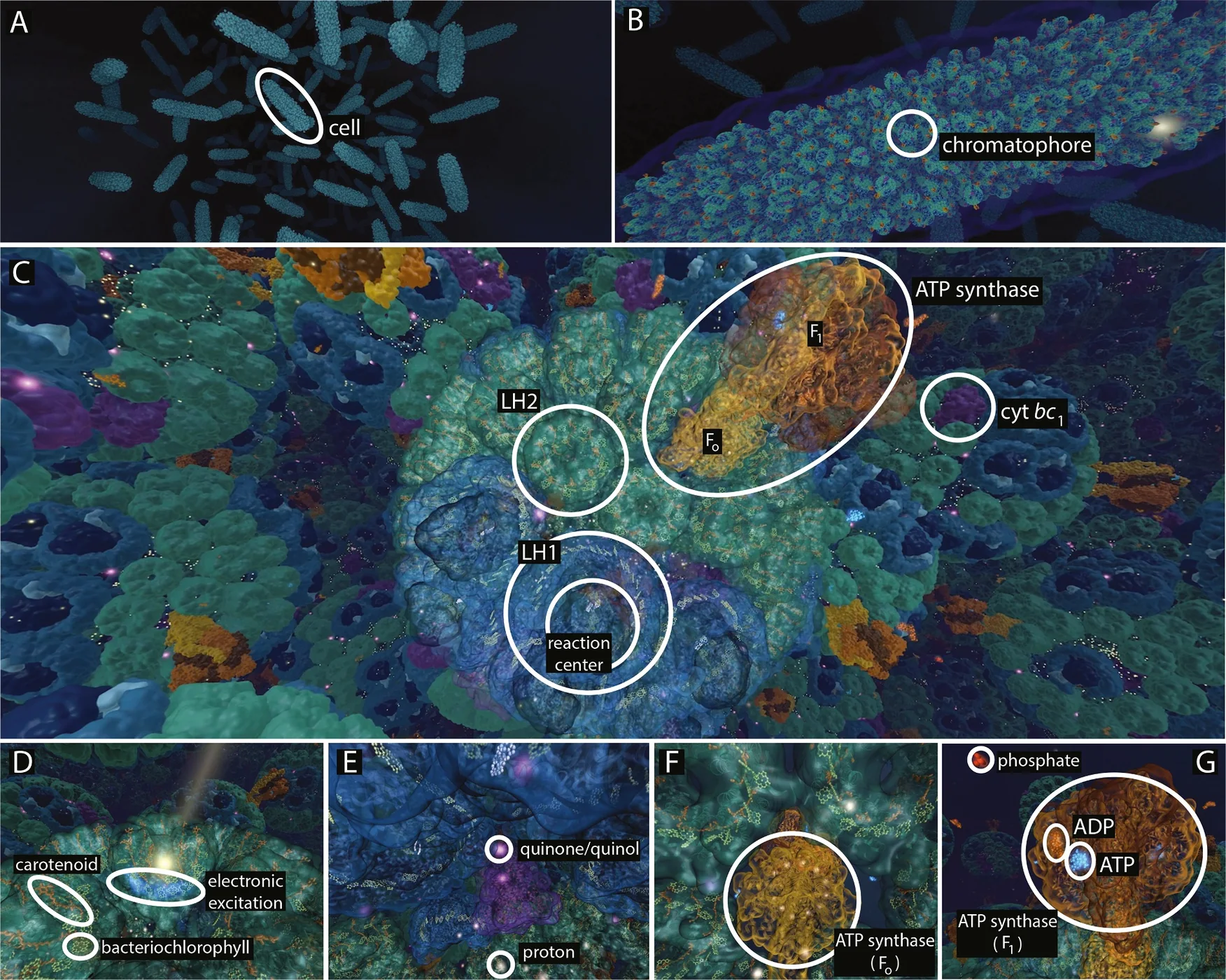 Multiscale visualization moving from photosynthetic cells to molecular machinery